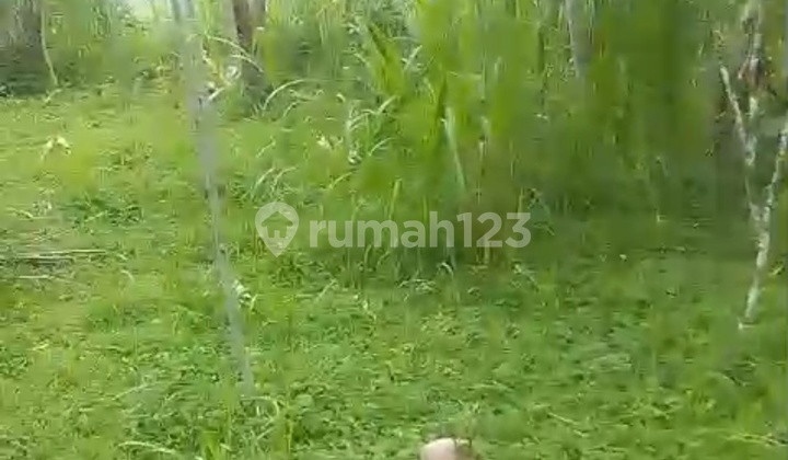 Tanah Murah Tampaksiring Siap Bangun Datar Tanah Murah Tampaksiring Siap Bangun Datar