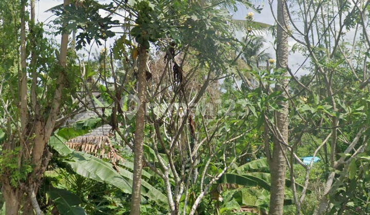 Cheap Land Ready to Build Near Ubud, Yellow Zone Cheap Land Ready to Build Near Ubud, Yellow Zone