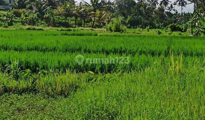 TANAH VIEW SAWAH COCOK VILLA RENTALS UBUD  1