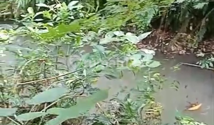 Land Rental View River Forest Very Cool Very Peaceful