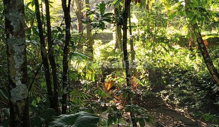 Tanah Los Sungai View Hutan Cocok Vila Pribadi  1