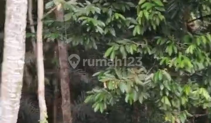 Cheap Land Suitable for Rent Super Good View Ready to Build