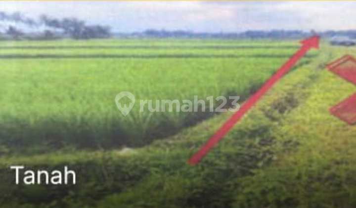 Very Cheap Land in Kerambitan, Suitable for Investment and Villas