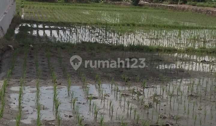 Dijual Tanah Di Pererenan Cocok Buat Invest Dijual Tanah Di Pererenan Cocok Buat Invest