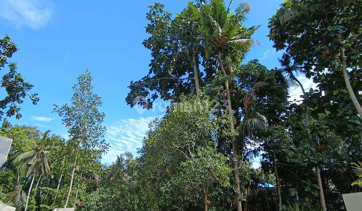 Tanah View Sungai Hutan Cocok Rental Di Ubud  1
