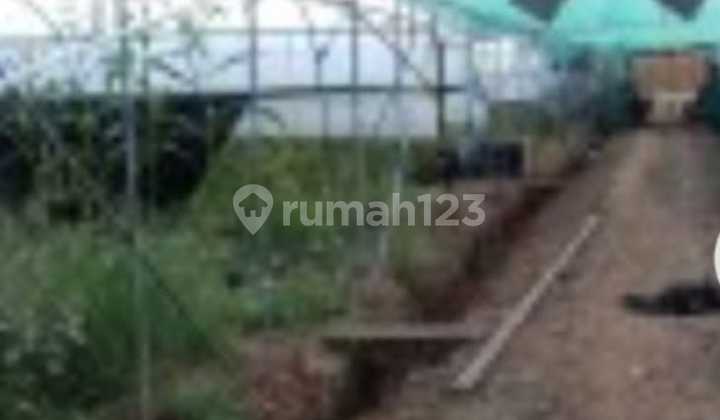 Tanah Super Murah Gadung Selemadeg Cocok Investasi Tanah Super Murah Gadung Selemadeg Cocok Investasi