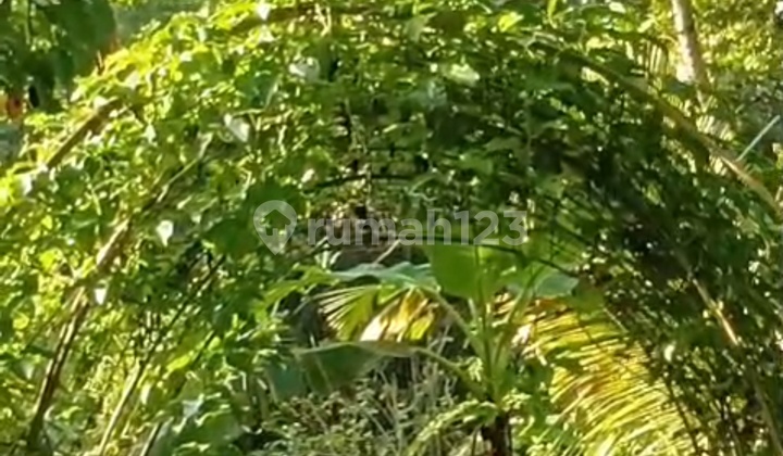 Tanah Los Sungai View Hutan Cocok Vila Pribadi  2