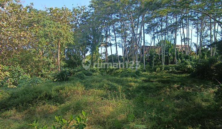 tanah Zona Kuning View Hutan Sungai Keren Cocok VILLA Rental 2