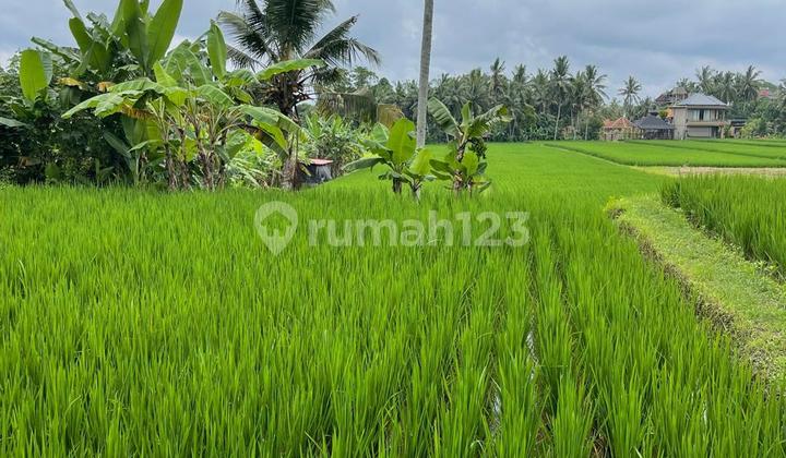 Land for Sale in Peliatan View Sawah Hutan