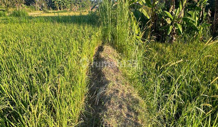 TANAH DEKAT PANTAI HARGA MURAH VIEW SAWAH 1