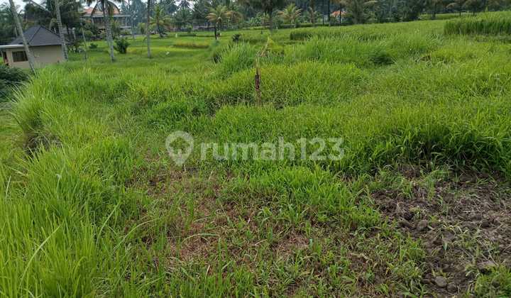 Land in Pink Zone View of Eternal Rice Fields Ready to Build Villa Complex