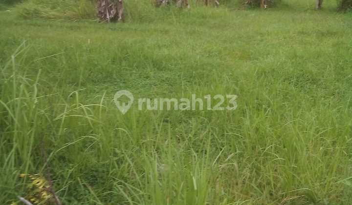 Tanah View Sawah Cantik Harga Murah Lingkungan Villa