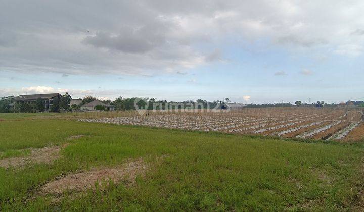 TANAH SAWAH DI UBUD COCOK INVESTASI HARGA MURAH 1