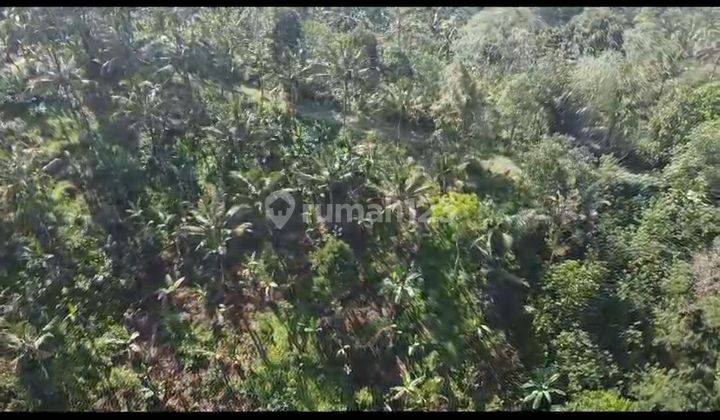 KEBUN DURIAN DURI HITAM VIEW LAUT COCOK INVESTASI 2