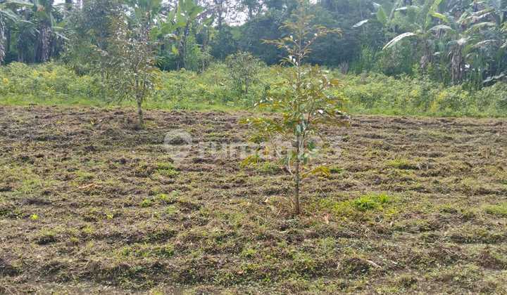 Dijual Tanah Kebun Durian di Petang Badung Dijual Tanah Kebun Durian di Petang Badung