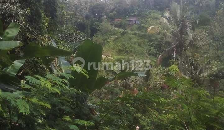 Tamah View Natural Forest Suitable Villa Rental Affordable Price