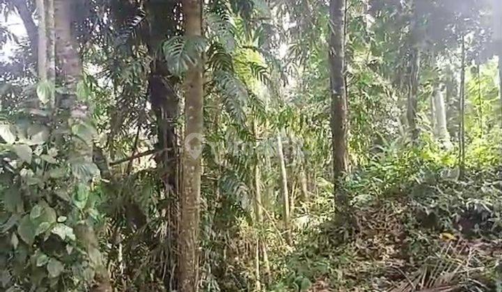 Tanah Sewa Zona Kuning View Cantik Cocok Bisnis Vila Rental  1