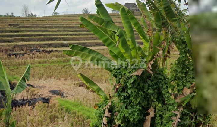 Tanah View Sawah Super Cantik Siap Bangun Villa Rental 