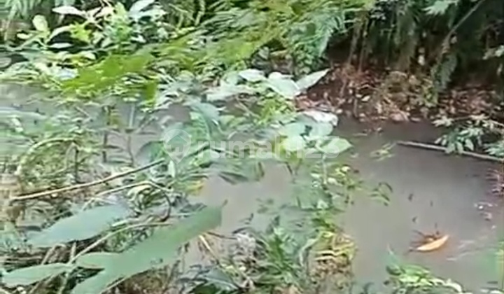 Tanah Sewa Super Murah View Sungai Hutan Cocok Vila Rental Tanah Sewa Super Murah View Sungai Hutan Cocok Vila Rental