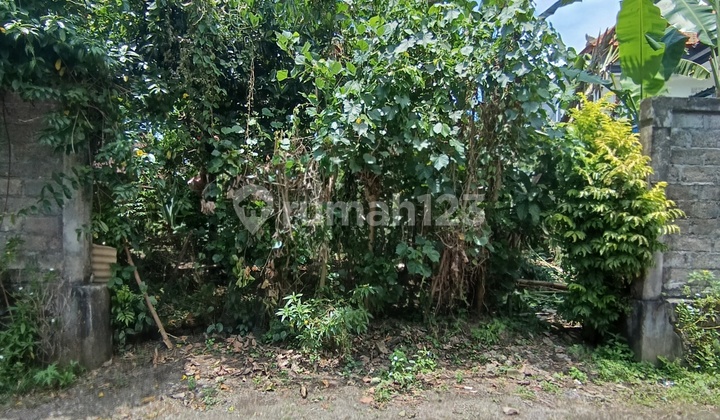 Yellow Zone Land for Villa Rental in Mas Ubud