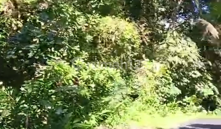 Tanah Murah Untuk Vila Dan Investasi View Hutan Sungai 