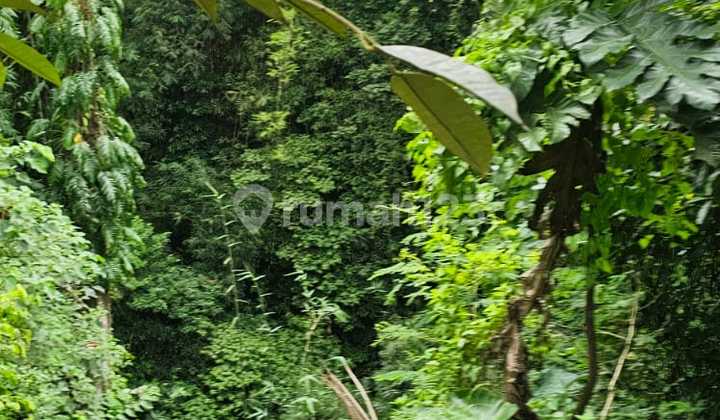 Tanah Zona Pink Di Jalan Utama View Hutan Sungai Keren Tanah Zona Pink Di Jalan Utama View Hutan Sungai Keren