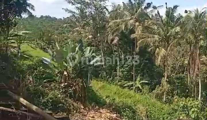 Dijual Tanah Murah Di Penebel Bagus Strategis