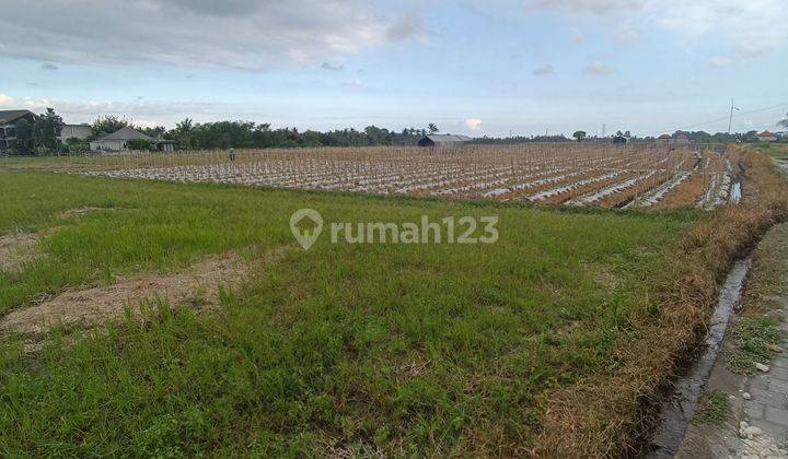 TANAH SAWAH DI UBUD COCOK INVESTASI HARGA MURAH 2