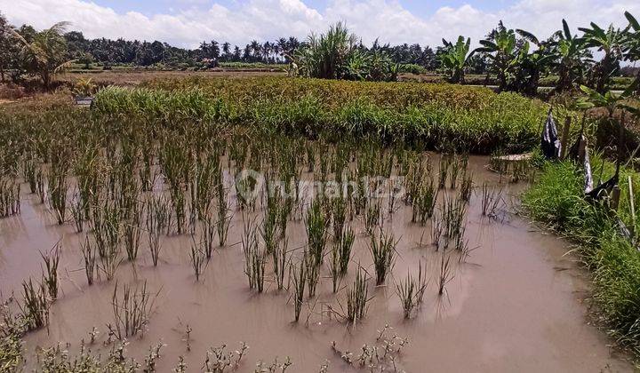 CHEAP LAND FOR SALE IN SUKAWATI SUITABLE FOR PRIVATE HOUSE 2