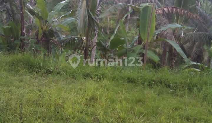 Land for Rent at Tegalalang Ubud, near Petanu River.