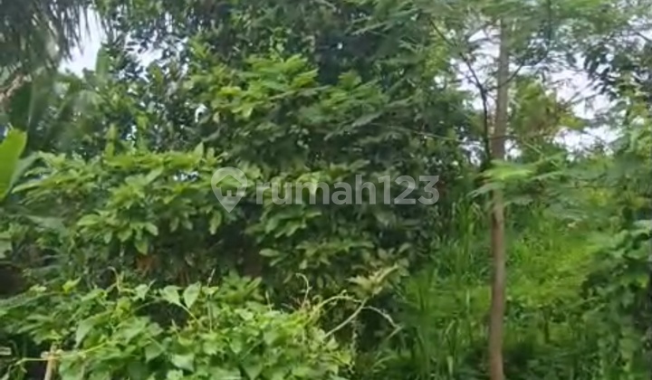 Yellow Zone Land with Views of Forest, Rice Fields, and Small River