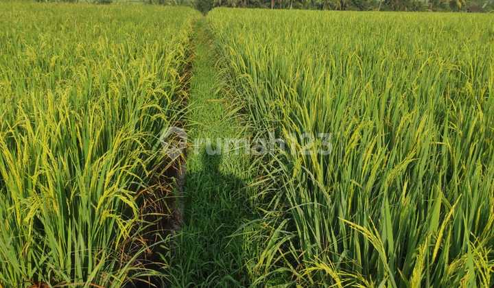 Jual Sawah Untuk Investasi Jangka Panjang Harga Murah Aja Jual Sawah Untuk Investasi Jangka Panjang Harga Murah Aja
