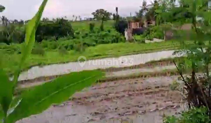 Tanah View Sawah Lingkungan Villa Dekat Ke Pantai Perernan 2