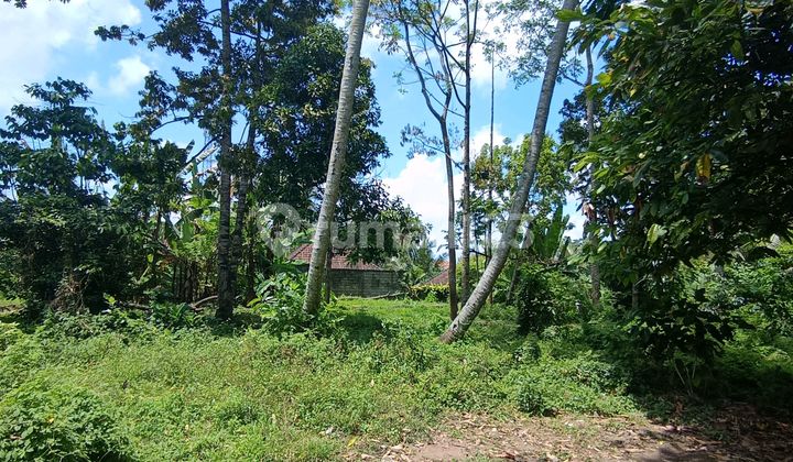 Tanah Sewa Zona Kuning Siap Bangun Dekat Central Ubud Tanah Sewa Zona Kuning Siap Bangun Dekat Central Ubud