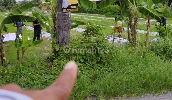 TANAH MURAH DEKAT PANTAI SESEH VIEW SAWAH COCOK VILLA RENTAL  2