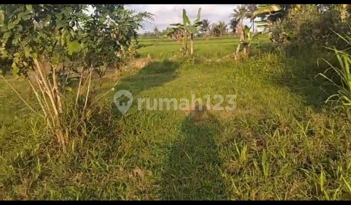 Tanah Murah Sayan Ubud View Sawah Siap Bangun Villa Tanah Murah Sayan Ubud View Sawah Siap Bangun Villa