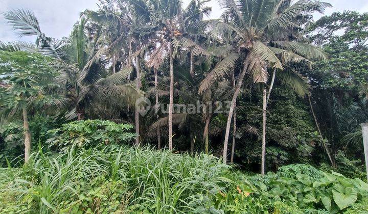 YELLOW ZONE LAND FOREST AND RIVER VIEW LUXURY VILLA SURROUNDING 1