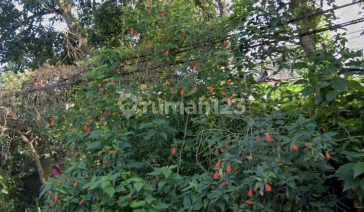 Pink Land Cool Forest View Zone Affordable Price Only