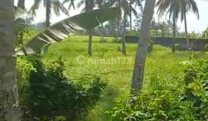 Tanah Sewa View Sawah Cocok Villa Rental Harga Murah 2