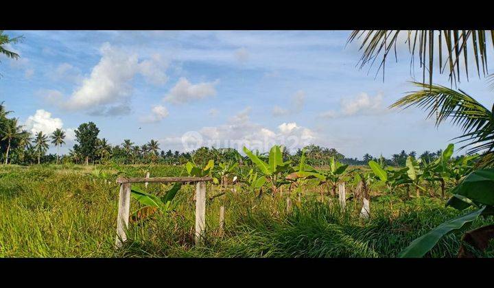 TANAH SEWA VIEW SAWAH DEKAT UBUD COCOK VILLA RENTAL  1