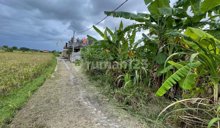 Dijual Tanah Kavling Singapadu Area Bagus dan Strategis