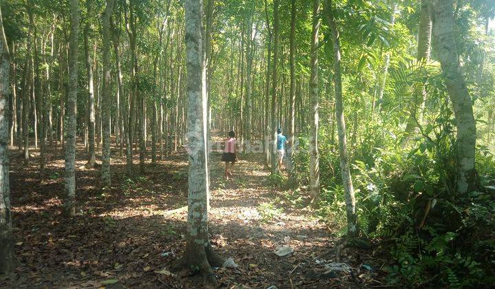 Tanah Kebun Mahoni Super Murah Untuk Investasi Dekat Objek Wisata 2