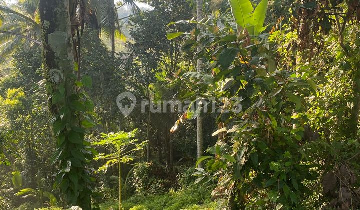 Dijual Tanah Murah Lokasi Selemadeg Tabanan