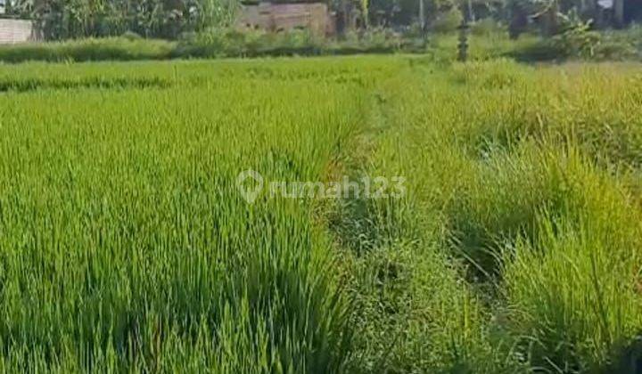 TANAH ZONA KUNING VIEW SAWAH LINGKUNGAN VILLA 1