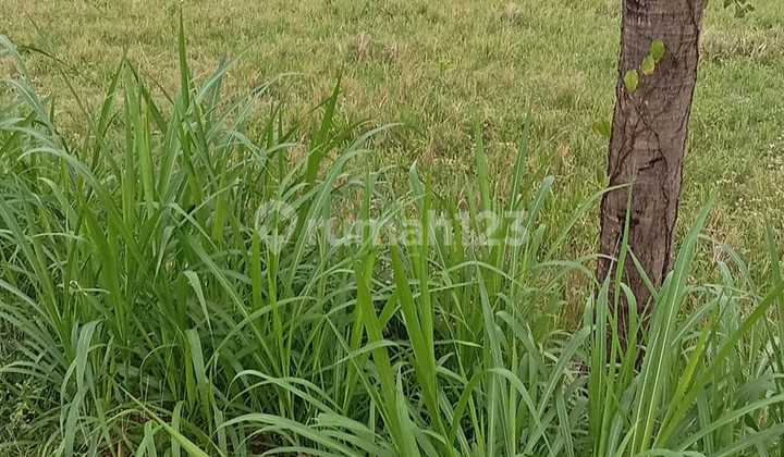 Tanah Sawah untuk Investasi Jalan Mobil View Bagus