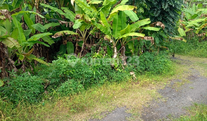 Tnah Murah Saba Cocok Vila Rental Lokasi Bagus Tnah Murah Saba Cocok Vila Rental Lokasi Bagus