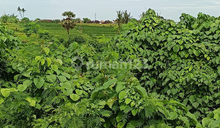 Cheap Land View River Forest Rice Field 5 Meter Road Cheap Land View River Forest Rice Field 5 Meter Road