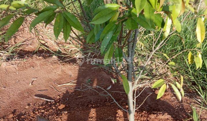 ruang usaha kavling investasi durian jalan cagak Subang 2