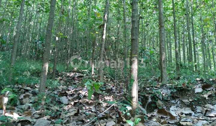 Dijual Tanah Di Pelabuhan Ratu Sukabumi