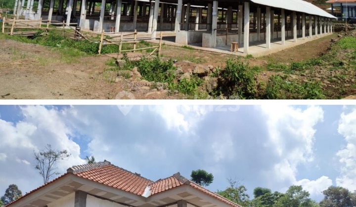 Tanah Peternakan Sapi Dijual Subang Jawa Barat